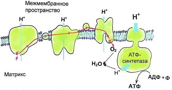 Схема переноса протонов через мембрану митохондрии и синтеза АТФ. Окисление органических соединений в матриксе митохондрии сопровождается последовательным переходом электронов (красная стрелка) по белковым комплексам дыхательной цепи митохондрии (светло-зеленые белки). Энергия, выделяющаяся при этих переходах электронов, расходуется на перенос протонов (тонкие голубые стрелки) через мембрану с помощью вспомогательной молекулы НАД (никотинамидадениндинуклеотид). В конечном итоге, электроны попадают на кислород, к нему присоединяются протоны, и в матриксе митохондрии образуется вода. Протоны, накопившиеся на наружной стороне мембраны, могут вернуться обратно в матрикс митохондрии только через специальные ворота - АТФ-синтазу. При протекании протонов, в активном центре АТФ-синтазы к аденозин-ди-фосфату - предшественнику молекулы АТФ, - присоединяется фосфат, и получается аденозин-три-фосфат, т.е. АТФ. Схема переноса протонов через мембрану митохондрии и синтеза АТФ. Окисление органических соединений в матриксе митохондрии сопровождается последовательным переходом электронов (красная стрелка) по белковым комплексам дыхательной цепи митохондрии (светло-зеленые белки). Энергия, выделяющаяся при этих переходах электронов, расходуется на перенос протонов (тонкие голубые стрелки) через мембрану с помощью вспомогательной молекулы НАД (никотинамидадениндинуклеотид). В конечном итоге, электроны попадают на кислород, к нему присоединяются протоны, и в матриксе митохондрии образуется вода. Протоны, накопившиеся на наружной стороне мембраны, могут вернуться обратно в матрикс митохондрии только через специальные ворота - АТФ-синтазу. При протекании протонов, в активном центре АТФ-синтазы к аденозин-ди-фосфату - предшественнику молекулы АТФ, - присоединяется фосфат, и получается аденозин-три-фосфат, т.е. АТФ.