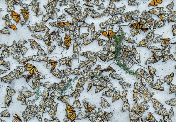 Jaime Rojo. Monarchs in the Snow Jaime Rojo. Monarchs in the Snow