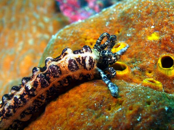 Морской огурец Морской огурец