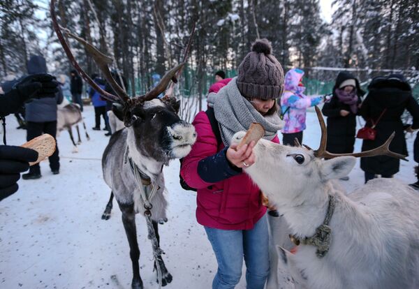 Китайские туристы с оленями в саамской деревне Самь-Сыйт в поселке Ловозеро Мурманской области Китайские туристы с оленями в саамской деревне Самь-Сыйт в поселке Ловозеро Мурманской области