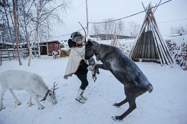 Женщина кормит оленей в частном хозяйстве саамов в поселке при железнодорожной станции Лопарская в Кольском районе Мурманской области Женщина кормит оленей в частном хозяйстве саамов в поселке при железнодорожной станции Лопарская в Кольском районе Мурманской области