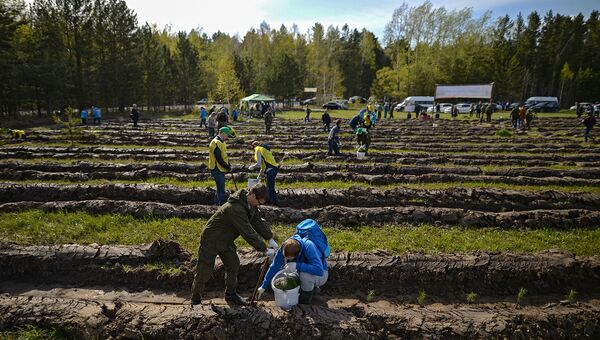 Волонтеры сажают саженцы хвойных пород деревьев. Архивное фото Волонтеры сажают саженцы хвойных пород деревьев. Архивное фото