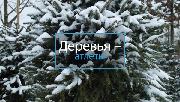 Деревья-Атлеты Деревья-Атлеты