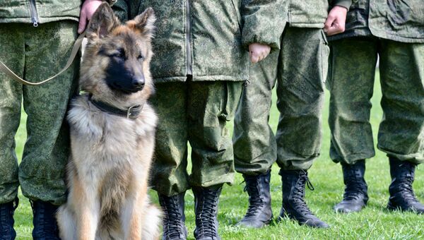 Служебная собака Пограничной службы ФСБ России по Республике Крым. Архивное фото Служебная собака Пограничной службы ФСБ России по Республике Крым. Архивное фото