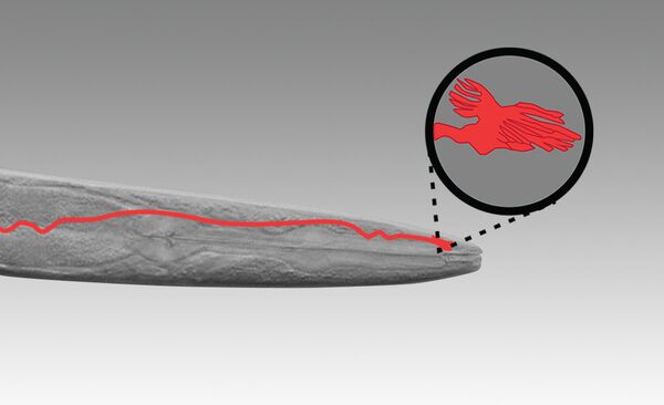 Биокомпас круглого червя Caenorhabditis elegans - это небольшой отросток, расположенный в мозге, на дендрите AFD-нейрона Биокомпас круглого червя Caenorhabditis elegans - это небольшой отросток, расположенный в мозге, на дендрите AFD-нейрона