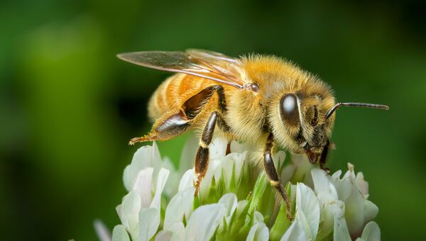 Медоносная пчела (Apis mellifera) Медоносная пчела (Apis mellifera)