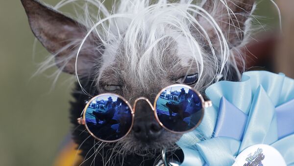 Собака на конкурсе Самая уродливая собака в мире(World's Ugliest Dog) Собака на конкурсе Самая уродливая собака в мире(World's Ugliest Dog)