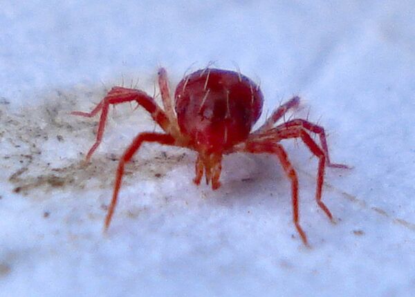 Клещ семейства Phytoseiidae Клещ семейства Phytoseiidae