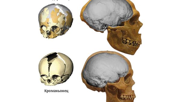 Сравнение черепа неандертальца с черепом кроманьонца Сравнение черепа неандертальца с черепом кроманьонца
