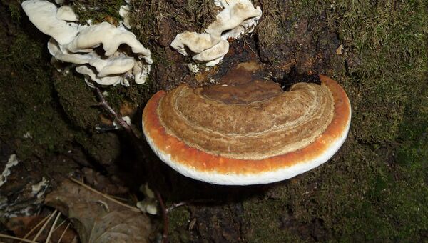 Гриб Fomitopsis pinicola Гриб Fomitopsis pinicola