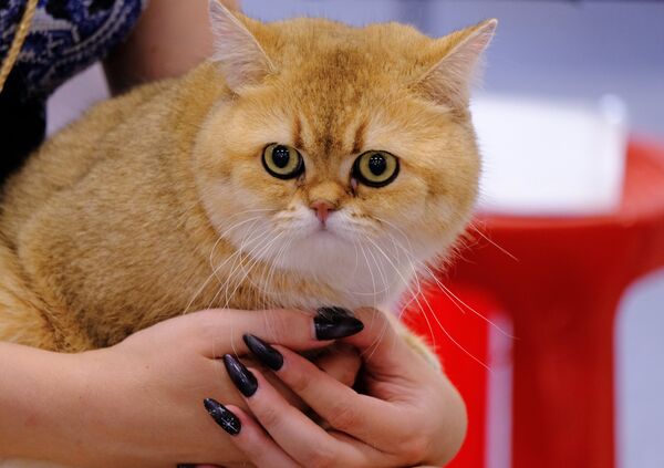 Кошка породы британская на международной выставке Жемчужное шоу кошек Кошка породы британская на международной выставке Жемчужное шоу кошек