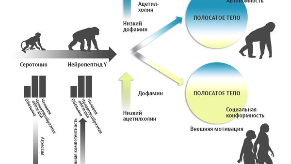 Эволюция социального поведения гоминид и других обезьян Эволюция социального поведения гоминид и других обезьян