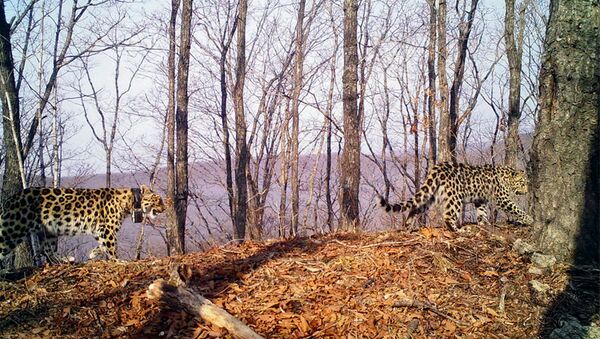 Фотоловушка засняла возрастную самку дальневосточного леопарда с котенком Фотоловушка засняла возрастную самку дальневосточного леопарда с котенком