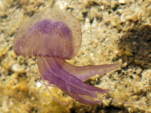 Пелагия ночесветка (Pelagia noctiluca) Пелагия ночесветка (Pelagia noctiluca)