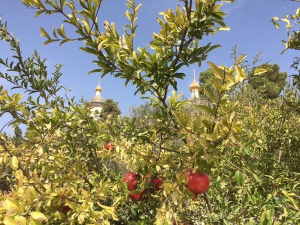 Русское подворье в Палестине Русское подворье в Палестине
