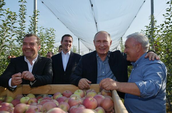 Президент РФ Владимир Путин и председатель правительства РФ Дмитрий Медведев во время осмотра яблоневых садов в Ставропольском крае Президент РФ Владимир Путин и председатель правительства РФ Дмитрий Медведев во время осмотра яблоневых садов в Ставропольском крае