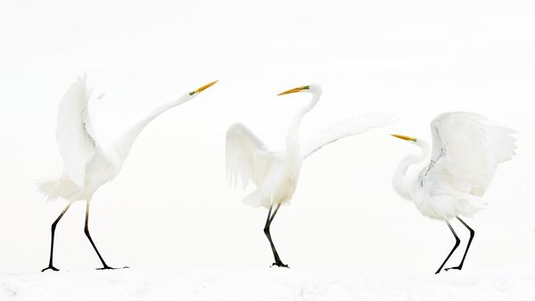 Работа победителя конкурса Nature Photographer of The Year 2018. Bence Maté Работа победителя конкурса Nature Photographer of The Year 2018. Bence Maté