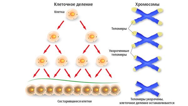 Старение клетки Старение клетки