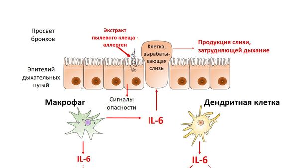 Схема развития астмы Схема развития астмы