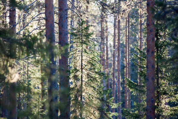Вулканы, мамонты, лимоны: о чем расскажут российские экомузеи Вулканы, мамонты, лимоны: о чем расскажут российские экомузеи