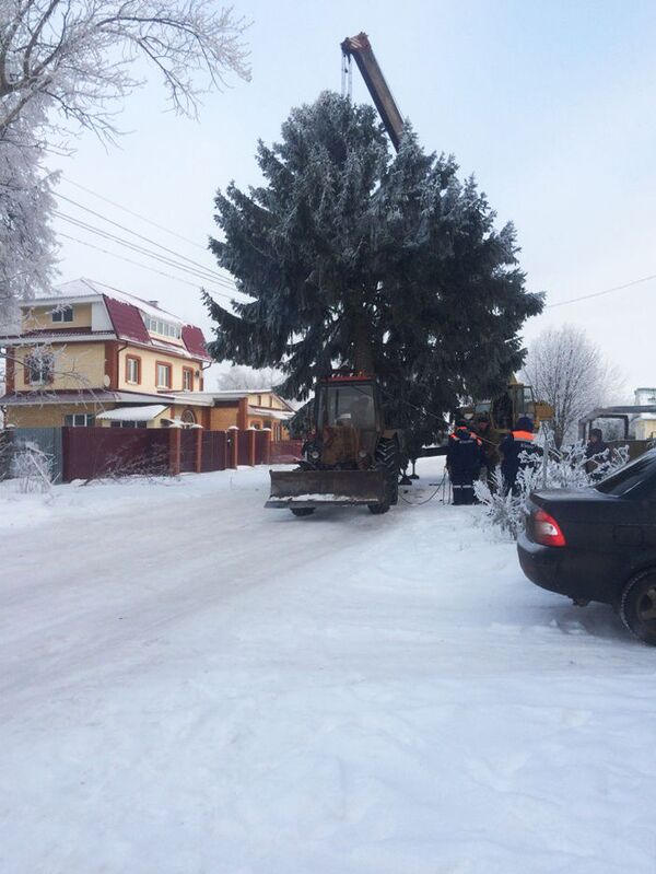 Ель в Кашине Ель в Кашине