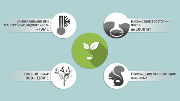 Условия, при которых могут прорасти семена некоторых растений Условия, при которых могут прорасти семена некоторых растений