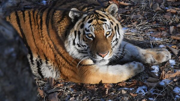 Тигр Амур в Приморском сафари-парке. Архивное фото