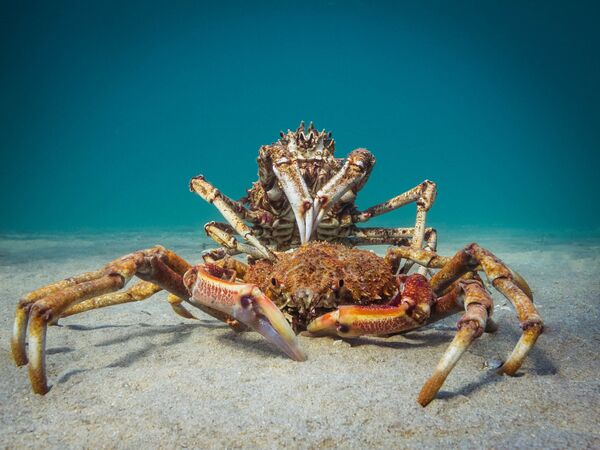 Работа победителя конкурса фотографии 2018 Ocean Art Underwater Photo Contest Работа победителя конкурса фотографии 2018 Ocean Art Underwater Photo Contest
