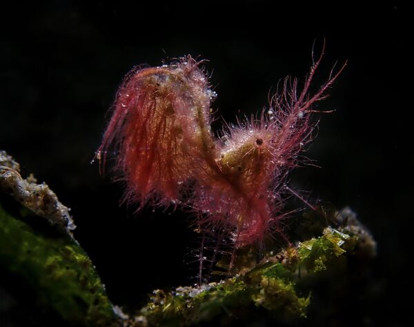 Работа победителя конкурса фотографии 2018 Ocean Art Underwater Photo Contest Работа победителя конкурса фотографии 2018 Ocean Art Underwater Photo Contest
