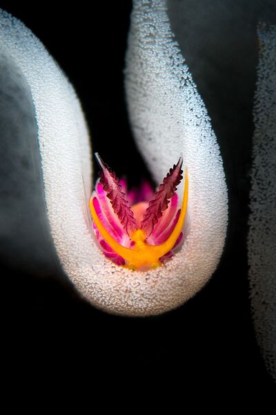 Работа победителя конкурса фотографии 2018 Ocean Art Underwater Photo Contest Работа победителя конкурса фотографии 2018 Ocean Art Underwater Photo Contest