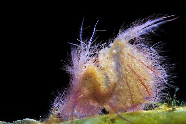 Работа победителя конкурса фотографии 2018 Ocean Art Underwater Photo Contest Работа победителя конкурса фотографии 2018 Ocean Art Underwater Photo Contest