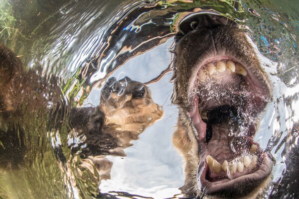 Mike Korostelev. Underwater Photographer of the Year 2019 Mike Korostelev. Underwater Photographer of the Year 2019
