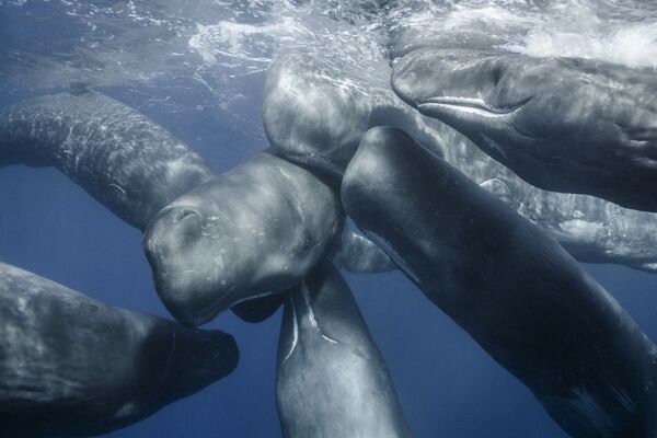 Mike Korostelev. Underwater Photographer of the Year 2019 Mike Korostelev. Underwater Photographer of the Year 2019