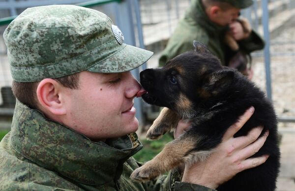 Военнослужащий играет с щенком в вольере служебных собак войск национальной гвардии РФ в дивизии имени Ф. Э. Дзержинского в Московской области Военнослужащий играет с щенком в вольере служебных собак войск национальной гвардии РФ в дивизии имени Ф. Э. Дзержинского в Московской области