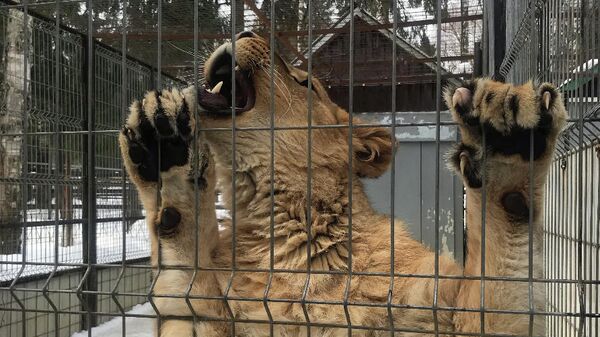 Животные в питомнике под Яхромой Животные в питомнике под Яхромой