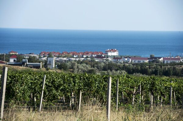 Виноградники в поселке Коктебель в Крыму Виноградники в поселке Коктебель в Крыму