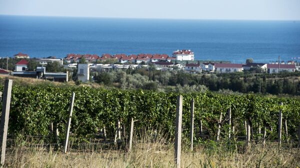 Виноградники в поселке Коктебель в Крыму Виноградники в поселке Коктебель в Крыму
