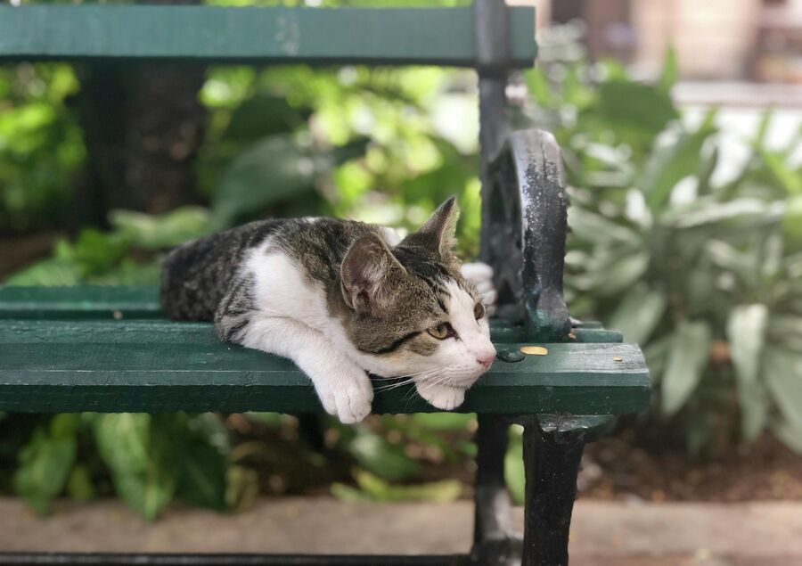 Кошка, Гавана, Куба Кошка, Гавана, Куба