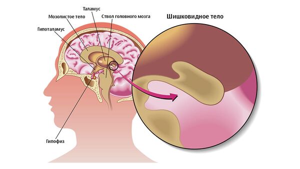 Область мозга, где вырабатывается мелатонин Область мозга, где вырабатывается мелатонин