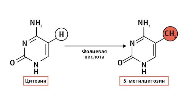 Процесс метилирования Процесс метилирования