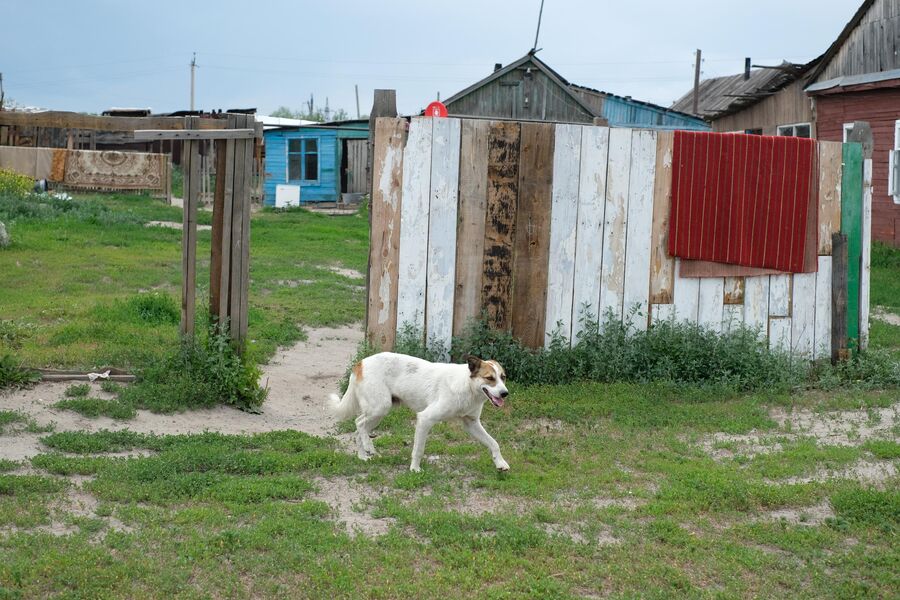 По оставленному цыганами поселку бегают собаки По оставленному цыганами поселку бегают собаки