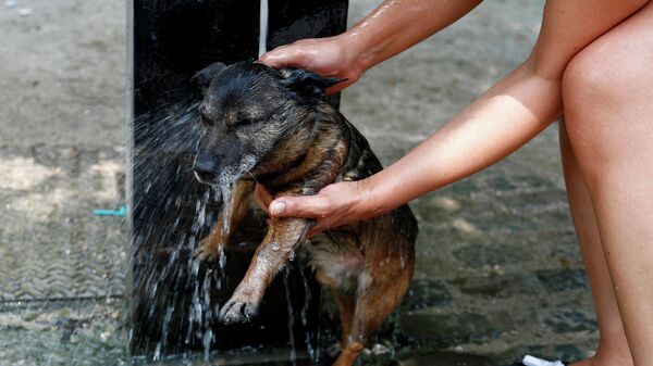 Женщина купает собаку в фонтане в Брюсселе, Бельгия