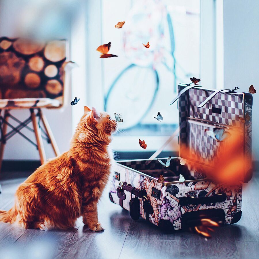 Котлета в бабочках Котлета в бабочках