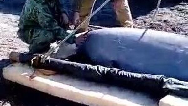 Выпуск белухи из китовой тюрьмы в воды Сахалинского залива в Хабаровском крае