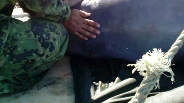 Выпуск белухи из китовой тюрьмы в воды Сахалинского залива в Хабаровском крае