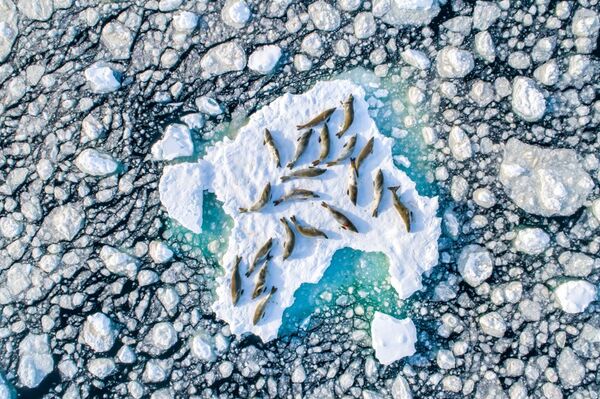 Работа фотографа Florian Ledoux. Конкурс фотографии Drone Awards 2019 Работа фотографа Florian Ledoux. Конкурс фотографии Drone Awards 2019