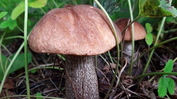 Власти Подмосковья рассказали, почему не стоит собирать грибы у трасс