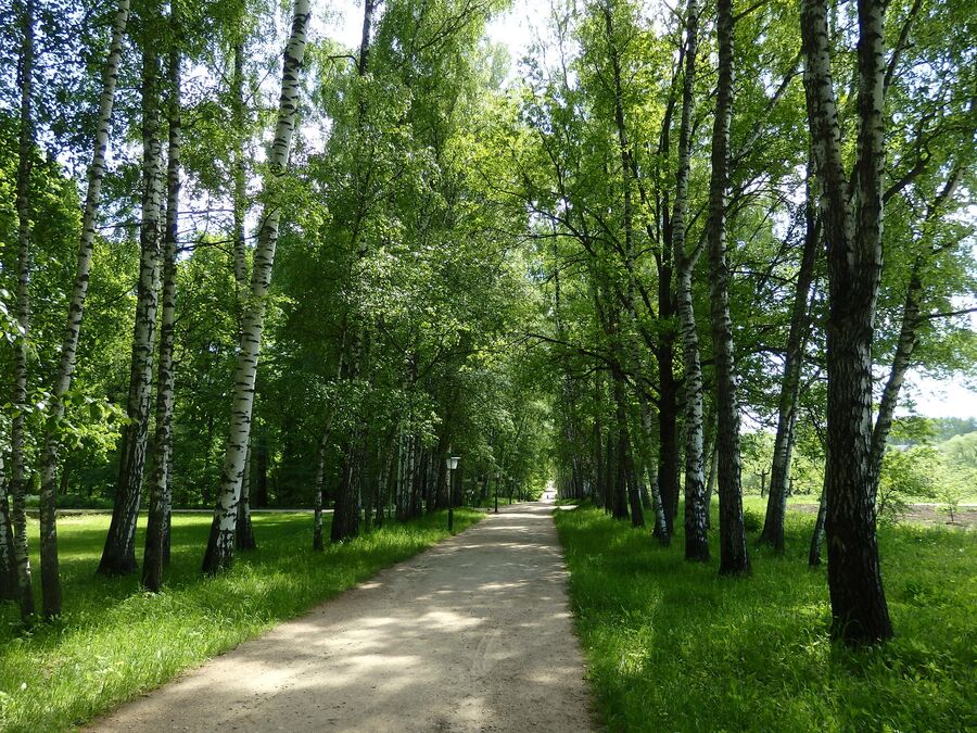 Березовая аллея Березовая аллея