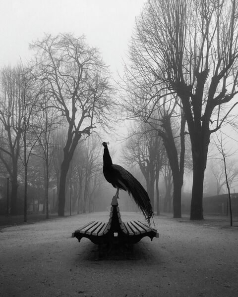 Работа фотографа Diogo Lage. Конкурс мобильной фотографии iPhone Photography Awards 2019 Работа фотографа Diogo Lage. Конкурс мобильной фотографии iPhone Photography Awards 2019