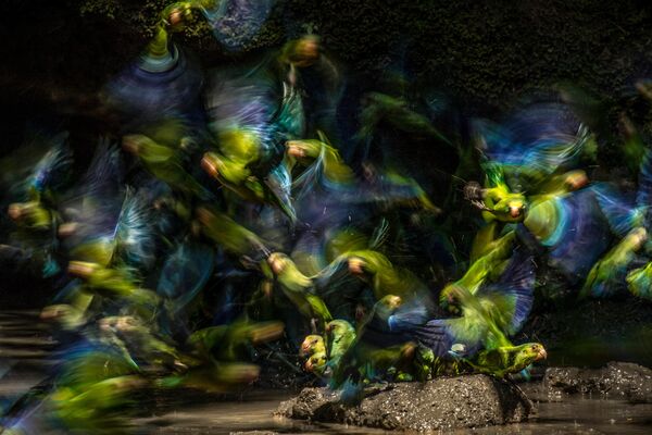 Работа фотографа Liron Gertsman, занявшая третье место в категории Птицы в полете в фотоконкурсе Bird Photographer of the Year 2019 Работа фотографа Liron Gertsman, занявшая третье место в категории Птицы в полете в фотоконкурсе Bird Photographer of the Year 2019